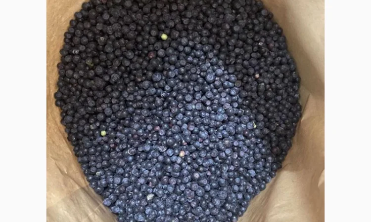 Куплю лесную ягоду (чернику) – Минимум 20 МТ - фото № 1