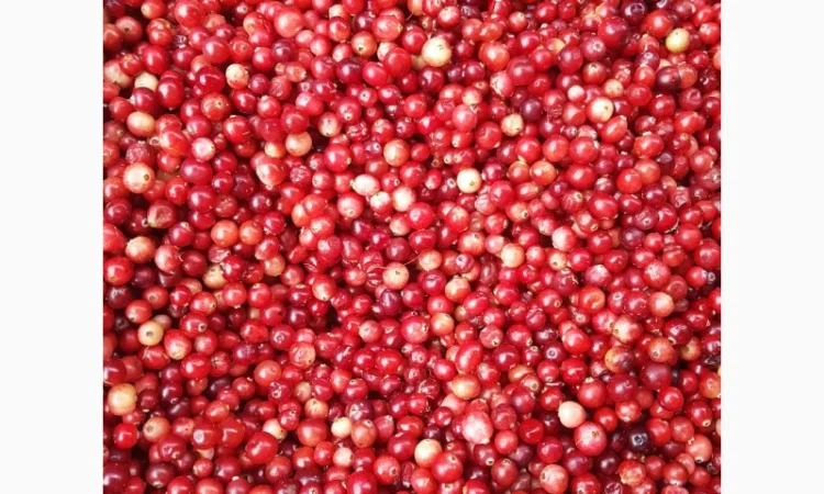 Продам чорницю морожену 2023 року - фото № 1