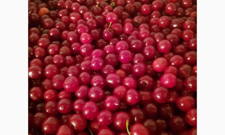 Продам чорницю морожену 2023 року - фото № 4