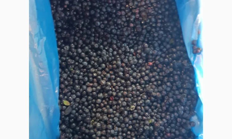 Продам чорницю морожену 2023 року - фото № 5