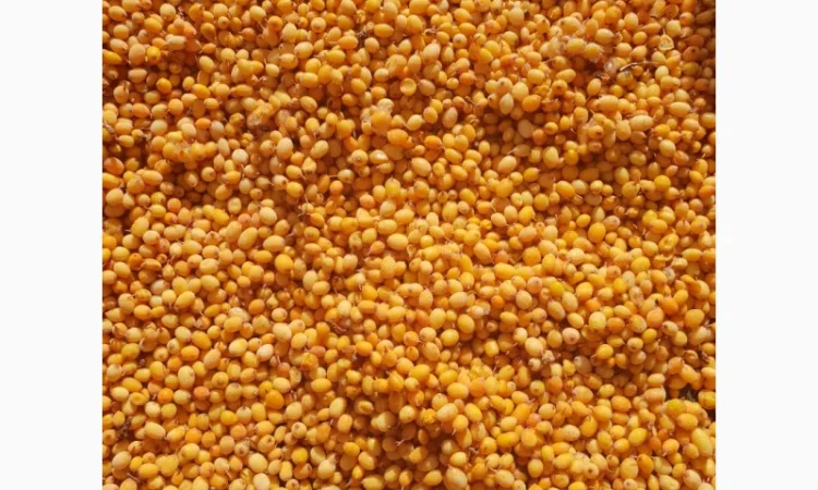 Продам чорницю морожену 2023 року - фото № 6