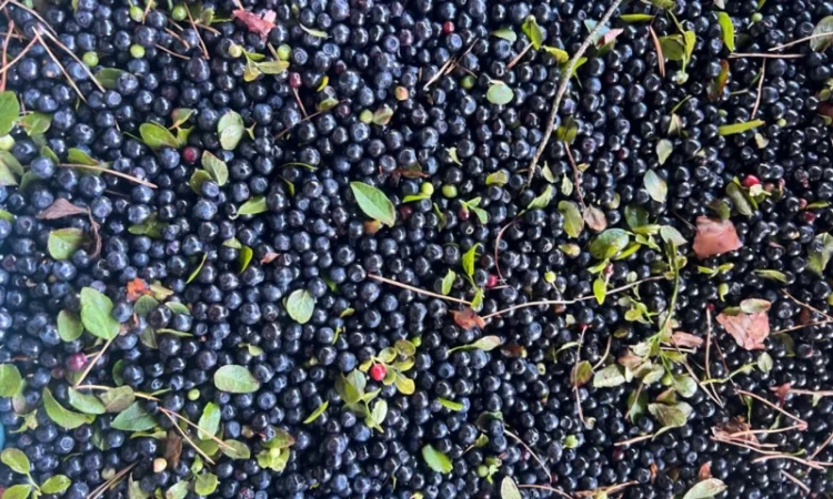 Продам чорницю заморожену - фото № 1