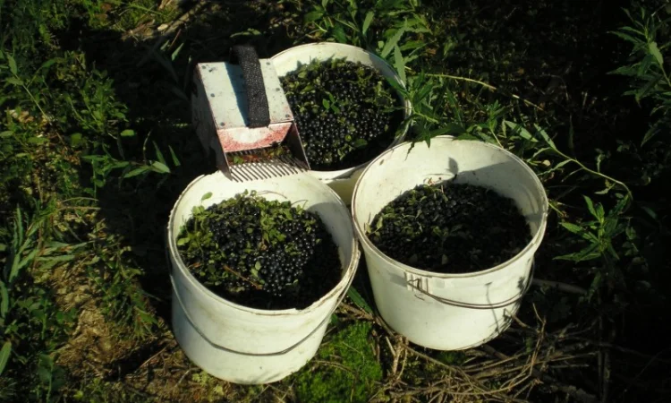 Чорниця / Черника сушена - ягоди - Карпати. Доставка по Києву - безплатно - фото № 2