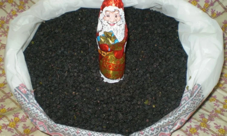 Чорниця / Черника сушена - ягоди - Карпати. Доставка по Києву - безплатно - фото № 1