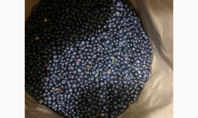 Продам чорницю заморожену - фото № 1