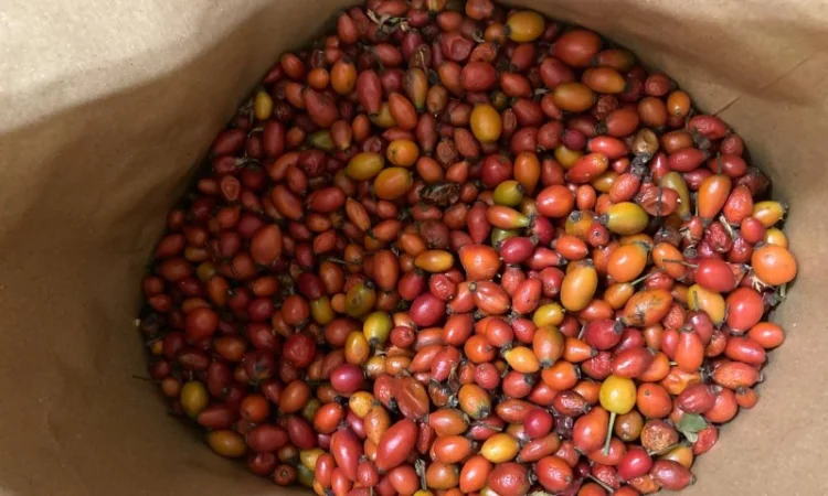 Продам чорницю заморожену - фото № 2