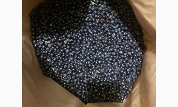 Продам чорницю заморожену - фото № 4