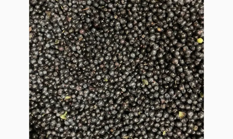 Продам чорницю заморожену - фото № 5