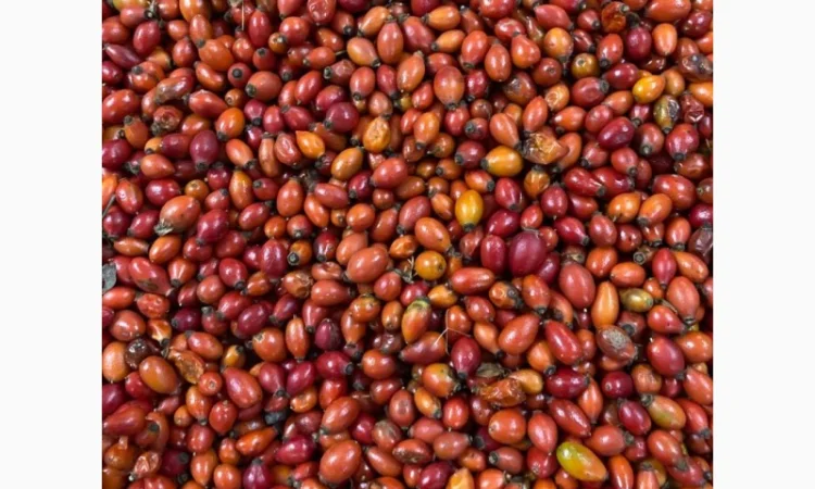 Продается замороженная черника - фото № 6