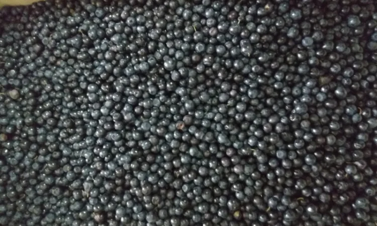 Черника свежая 100-200кг - фото № 1