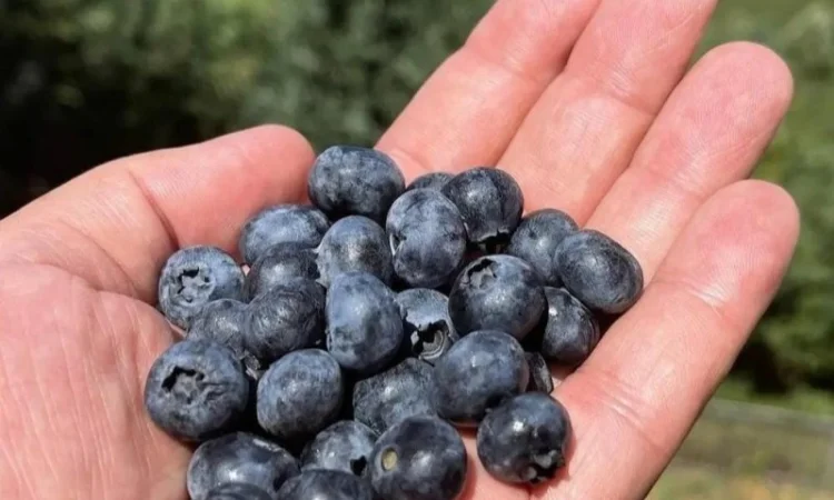Куплю чернику оптом - фото № 1