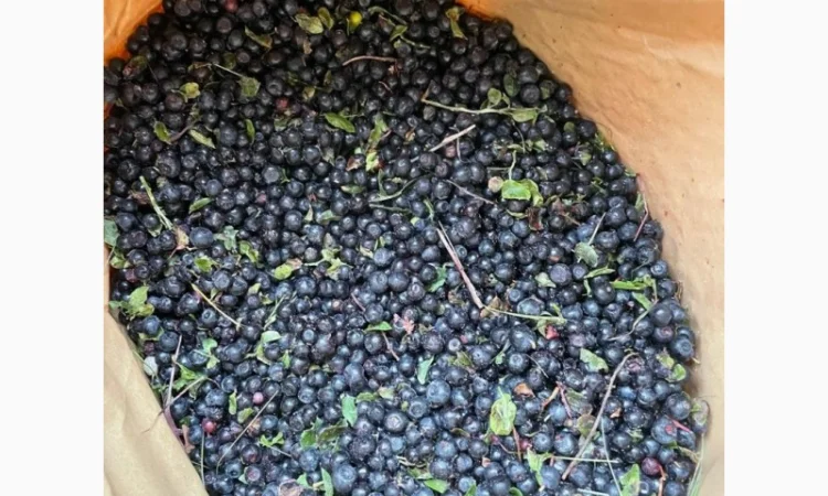 Афина та Брусніка - фото № 1