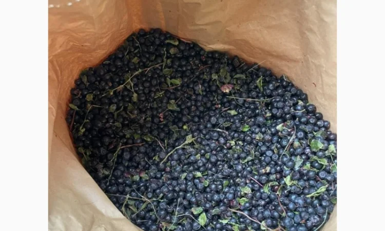 Афина та Брусніка - фото № 2