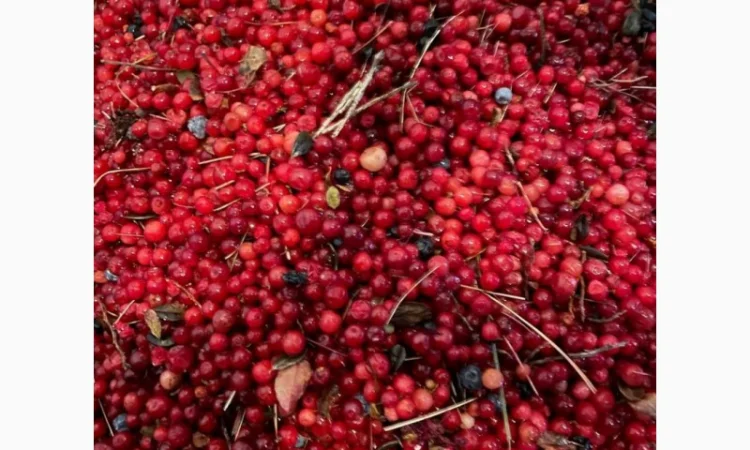 Афина та Брусніка - фото № 3