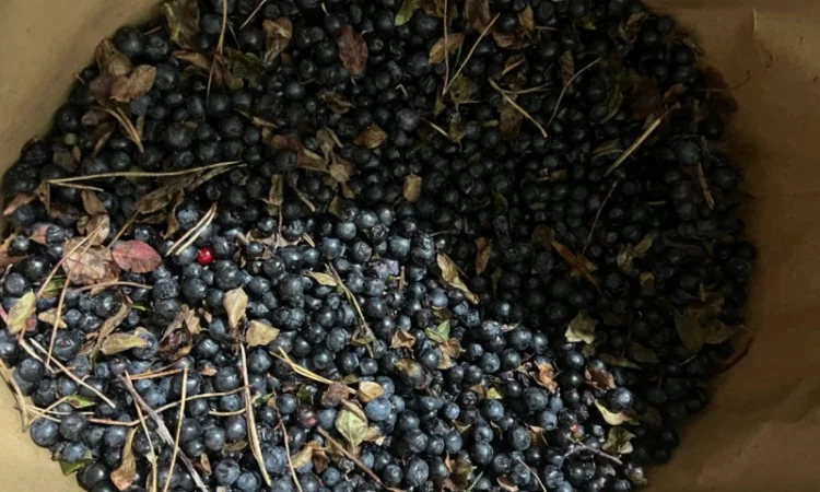 Продам заморожену чорницю - фото № 1