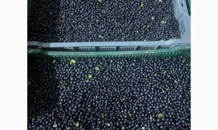 Куплю чорницю - фото № 1