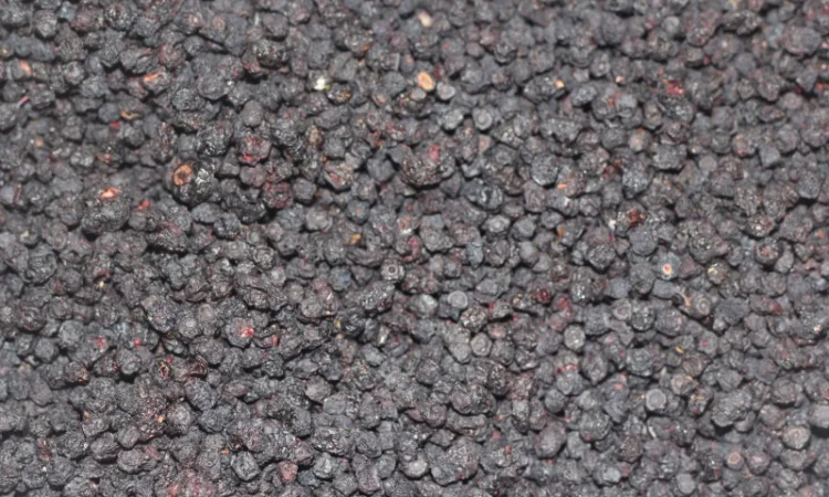 Чорниця сушена - фото № 1