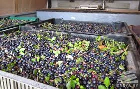 Продам заморожену чорницю готівка та перерахунок від 5 тонн - фото № 1