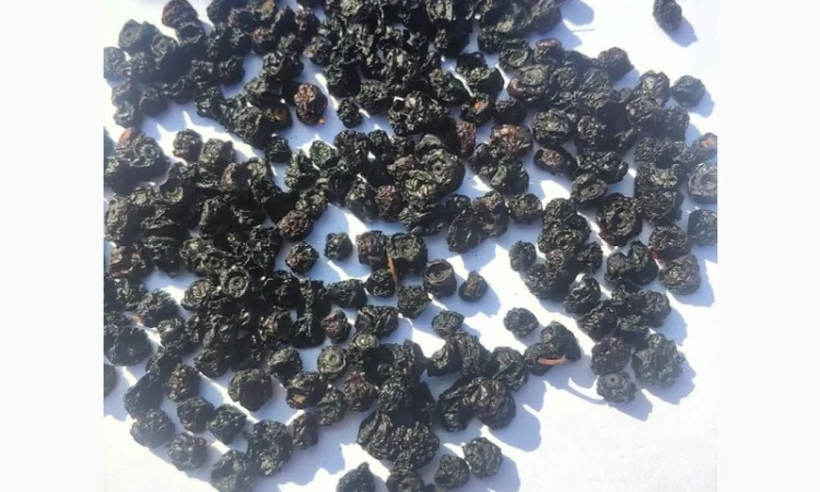 Чорниця сушена | Черника сушеная - фото № 1