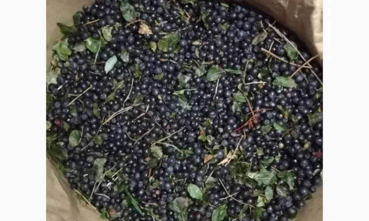 Продам чорницю заморожену неочищену - фото № 1