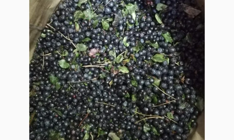 Продам чорницю заморожену неочищену - фото № 2