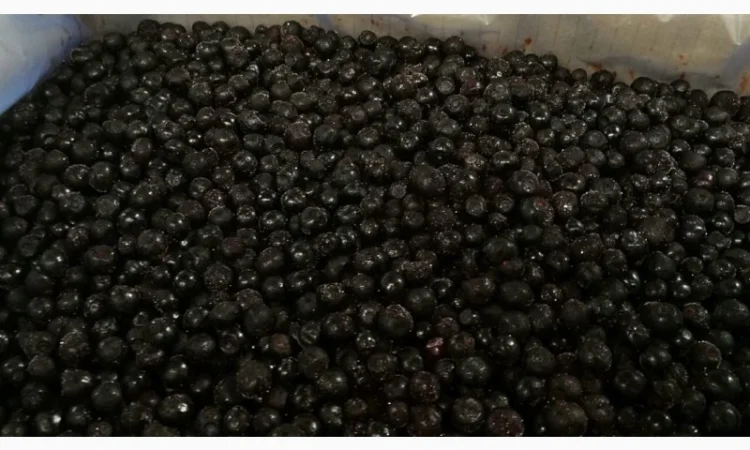 Продам чорницю IQF 1го сорту - фото № 1