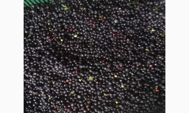 Чорниця - фото № 2