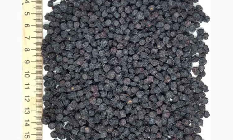 Продам чорницю - фото № 1