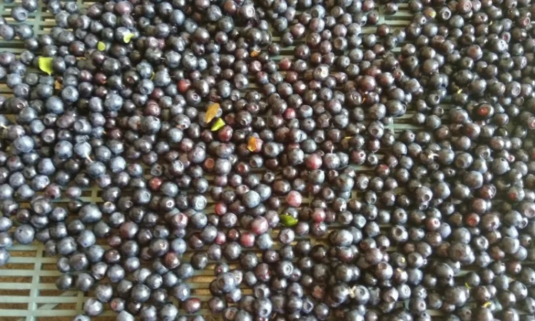 Продам чорницю - фото № 2