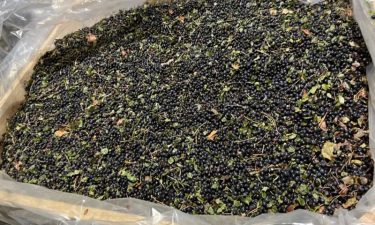 Продам Чорницю Заморожену - фото № 1