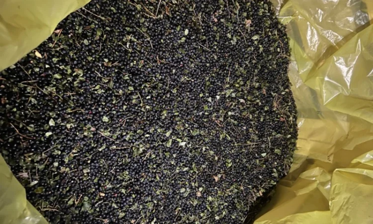 Продам Чорницю Заморожену - фото № 2