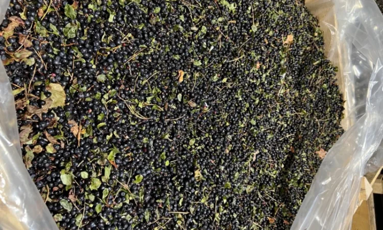 Продам Чорницю Заморожену - фото № 3