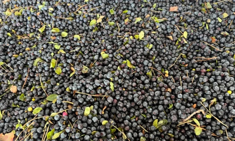 Продам чорницю заморожену у великих обʼємах - фото № 1