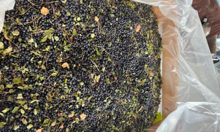 Продам чорницю заморожену у великих обʼємах - фото № 3