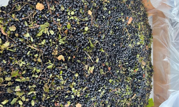 Продам чорницю заморожену у великих обʼємах - фото № 4