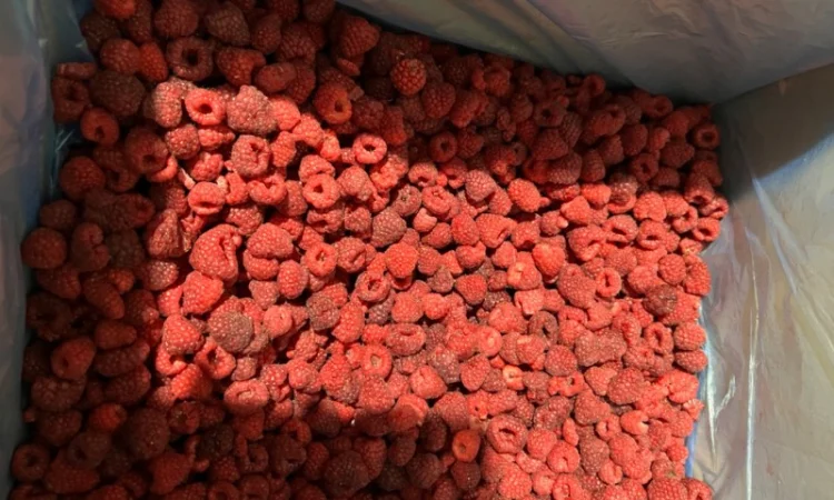 Продам чорницю заморожену у великих обʼємах - фото № 6