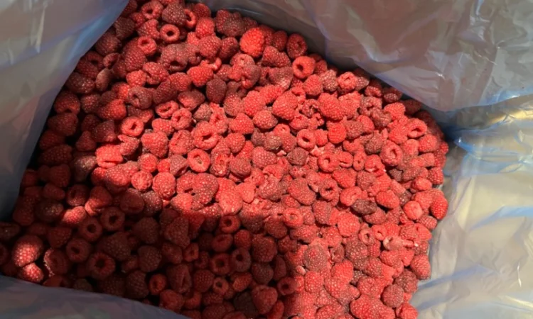 Продам чорницю заморожену у великих обʼємах - фото № 7