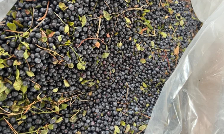 Продам чорницю заморожена - фото № 1
