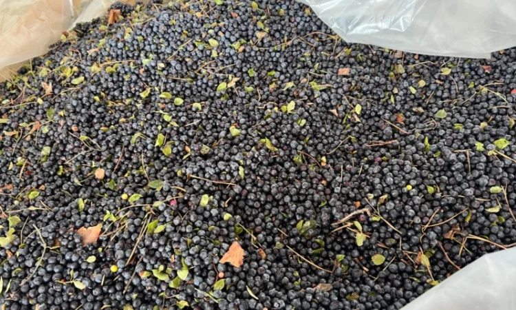 Продам чорницю заморожена - фото № 4