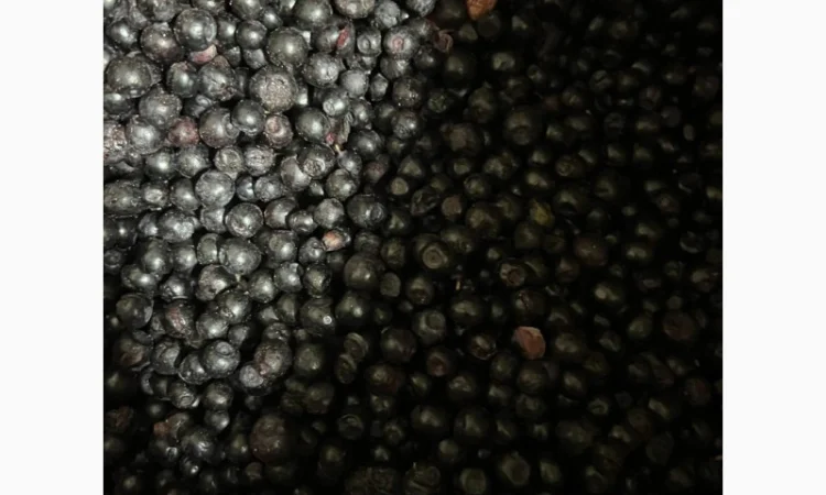 Чорниця б-клас - фото № 1