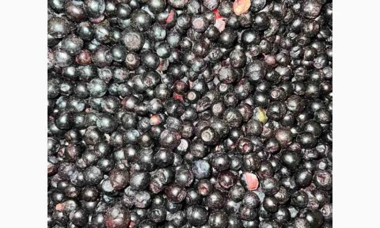 Чорниця б-клас - фото № 2