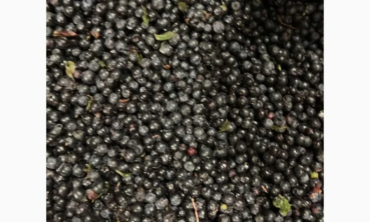 Чорниця полуфабрикат - фото № 1