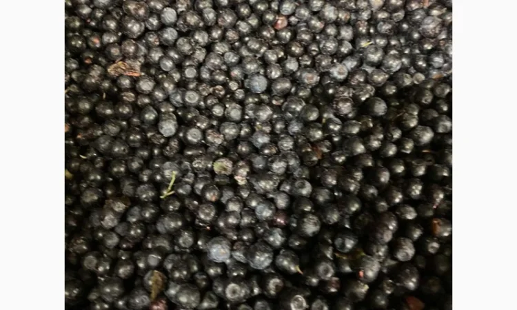 Чорниця полуфабрикат - фото № 2