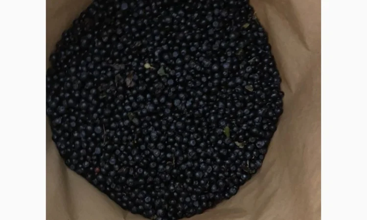 Чорниця - фото № 1