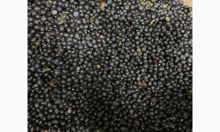 Чорниця - фото № 2