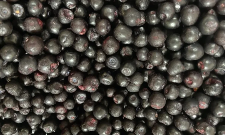 Чорниця заморожена 2024 року - фото № 1