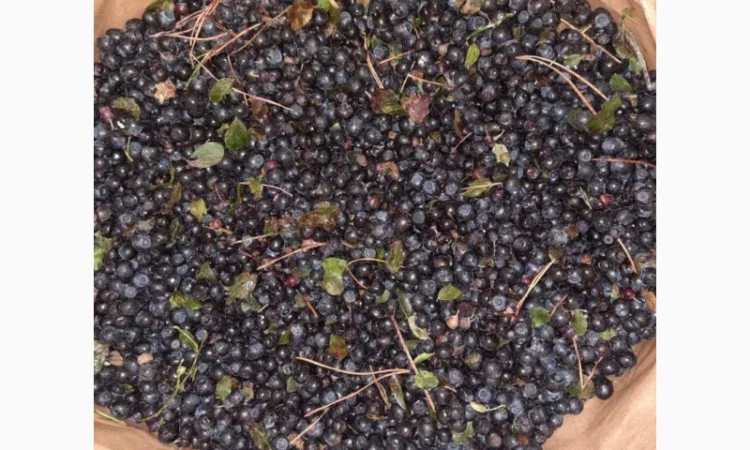 Куплю заморожену чорницю від 20 тонн - фото № 1