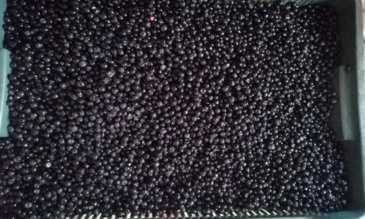 Чорниця Закарпаття - фото № 1