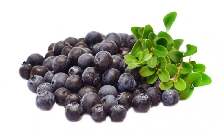 Куплю чорницю на заморозку оптом - фото № 1