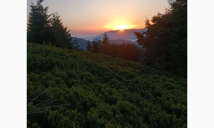 Продам сушену чорницю ( зібрану у липні 2024р.) - фото № 1